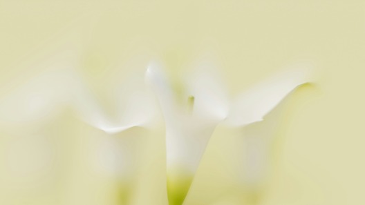 calla lily