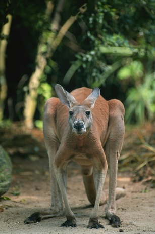 kangaroo boxing