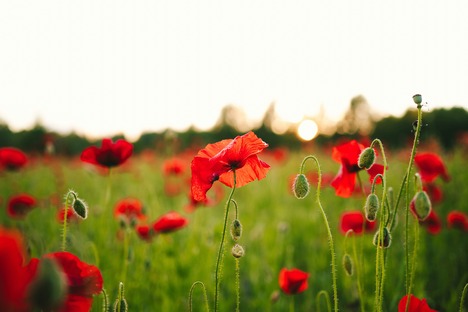 blooming red flowers