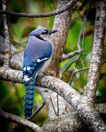 blue jay