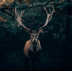 deer