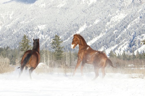 quarter horses