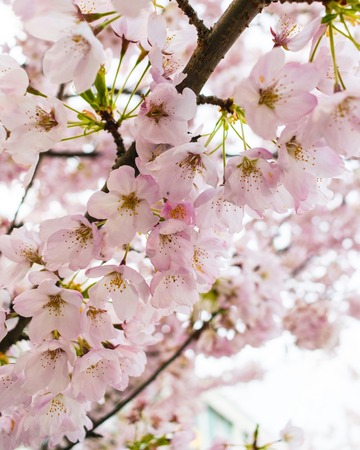 pink blossoms