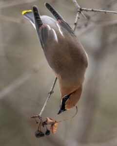 waxwing microfiction